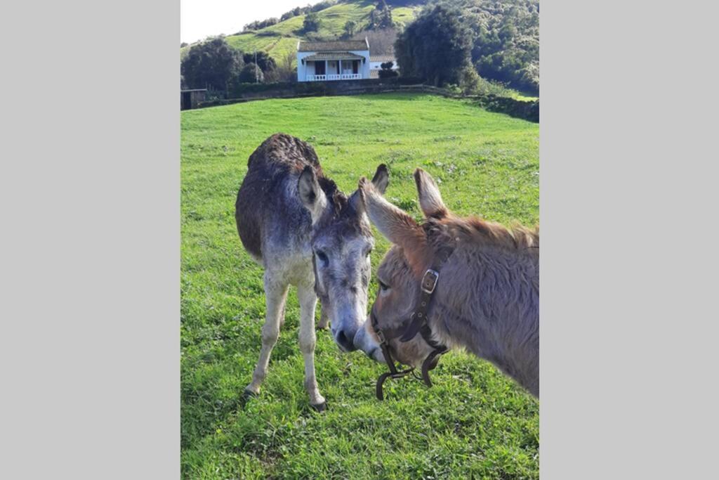 Casa Da Mediana Leilighet Ribeira Grande Eksteriør bilde